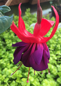 Fuchsia  'Double Otto'